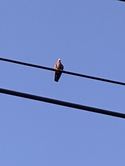 Patagioenas flavirostris