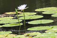 Nymphaea