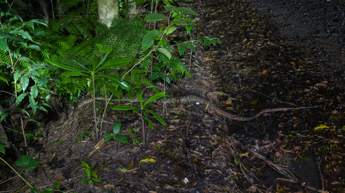 Australian Scrub Python sighting
