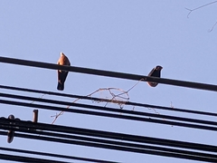 Patagioenas flavirostris