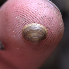 Sphaerium occidentale