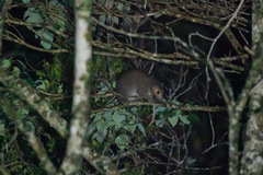 Pseudochirulus cinereus
