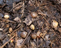 Sphaerium occidentale