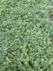 Pholistoma membranaceum