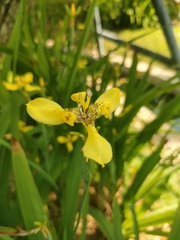 Trimezia steyermarkii