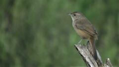 Phacellodomus sibilatrix