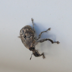 Eutyrhinus meditabundus