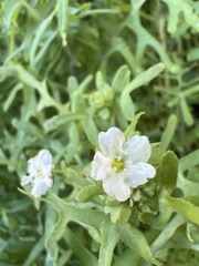 Pholistoma membranaceum