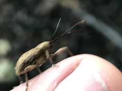 Curculio proboscideus