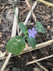 Ruellia prostrata