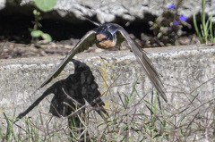 Hirundo neoxena