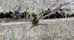 Hirundo neoxena