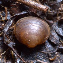 Sphaerium occidentale