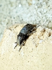 Toxonotus cornutus