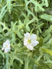 Pholistoma membranaceum