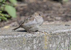 Passer domesticus