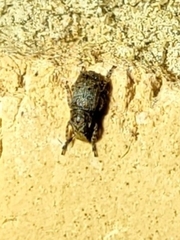 Toxonotus cornutus