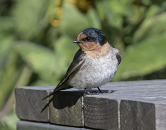 Hirundo neoxena