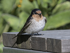 Hirundo neoxena