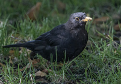 Turdus merula