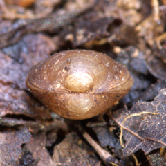 Sphaerium occidentale