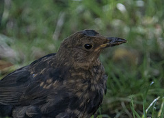 Turdus merula