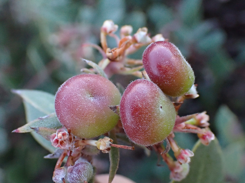 Morro Manzanita fruiting