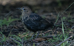Turdus merula