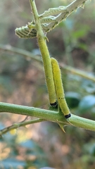 Eurema blanda