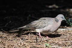 Streptopelia chinensis