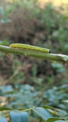 Eurema blanda