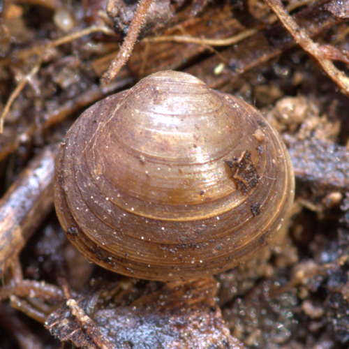 Herrington fingernailclam