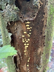 Crepidotus parietalis