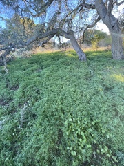 Pholistoma membranaceum