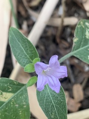 Ruellia prostrata
