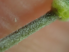 Erysimum suffrutescens