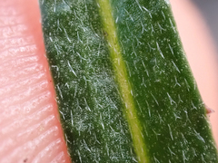 Erysimum suffrutescens