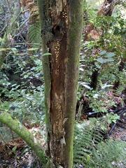 Crepidotus parietalis