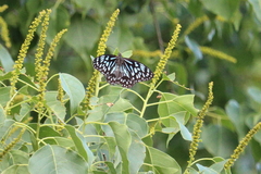Tirumala hamata