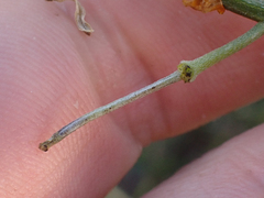 Erysimum suffrutescens