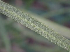 Erysimum suffrutescens