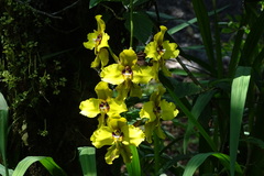 Cyrtochilum macranthum