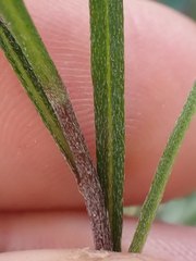 Erysimum suffrutescens