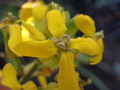 Erysimum suffrutescens