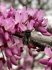 Osmia ribifloris ribifloris