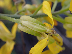 Erysimum suffrutescens
