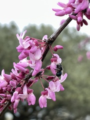 Osmia ribifloris ribifloris