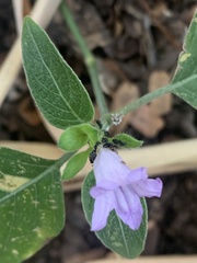 Ruellia prostrata