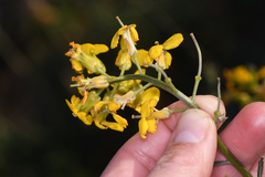 Erysimum suffrutescens