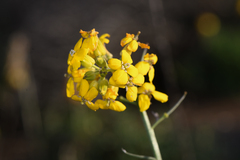 Erysimum suffrutescens